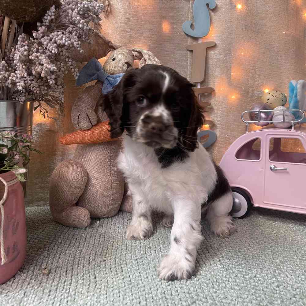 carousel pet images
