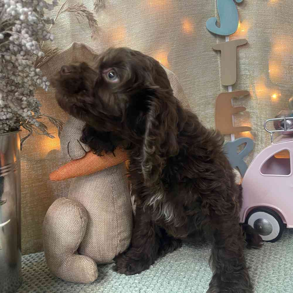 carousel pet images