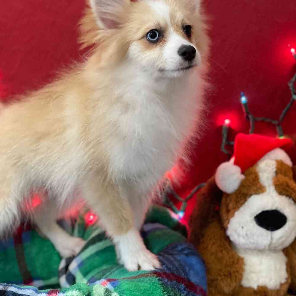 carousel pet images