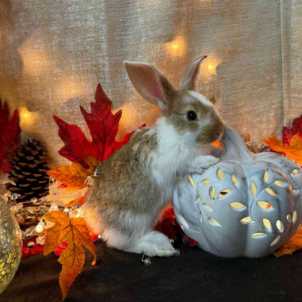 carousel pet images
