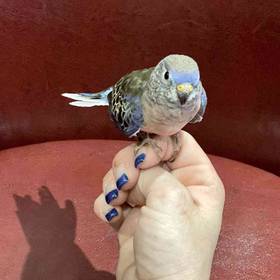 Bronze Bourke Parakeet
