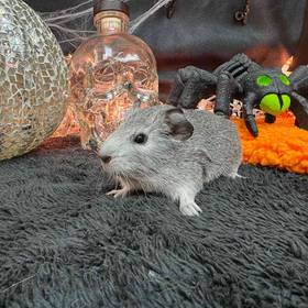 Guinea Pig