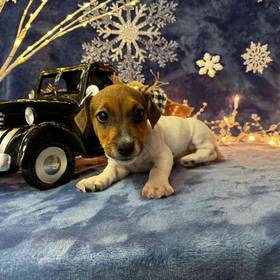 Jack Russell Terrier