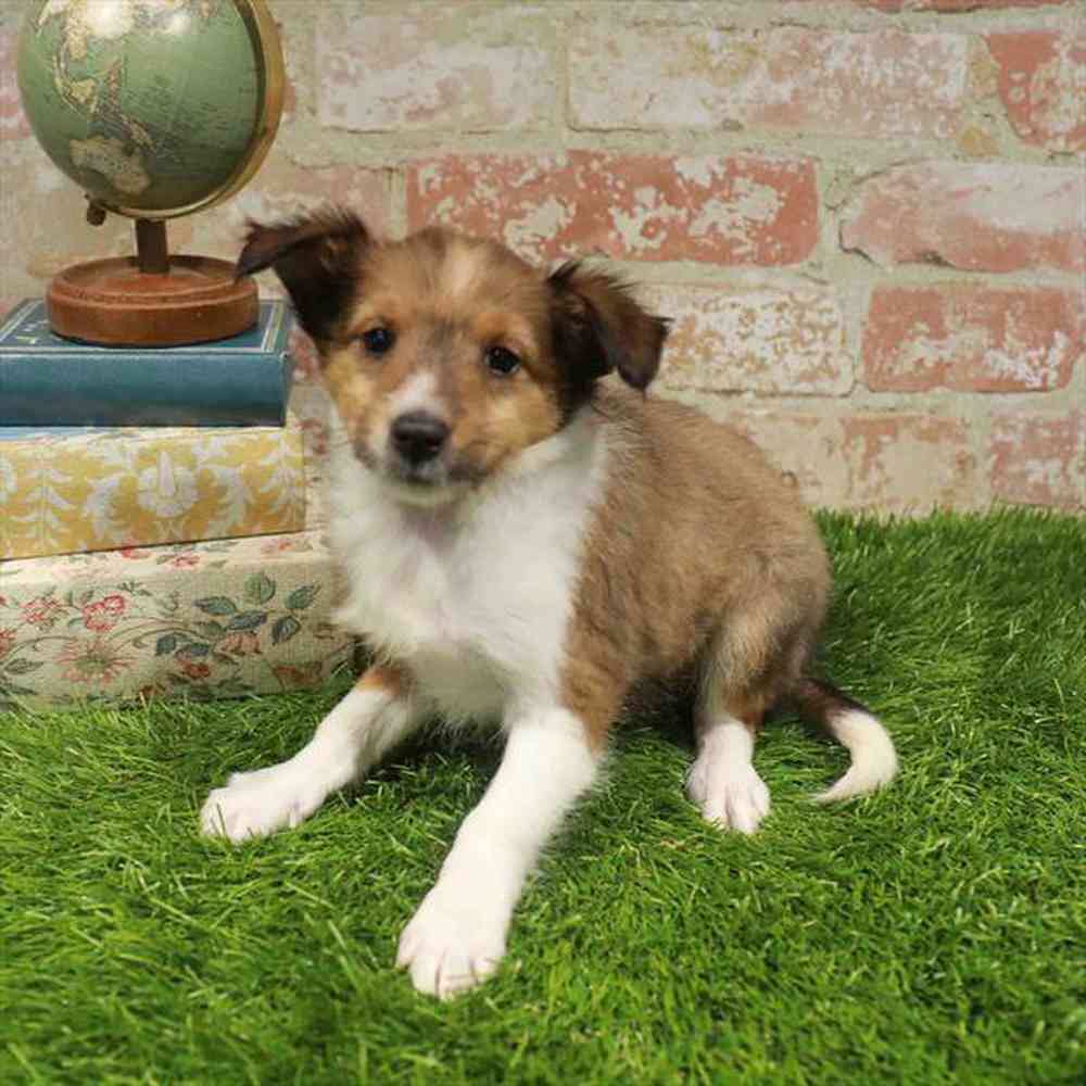 carousel pet images