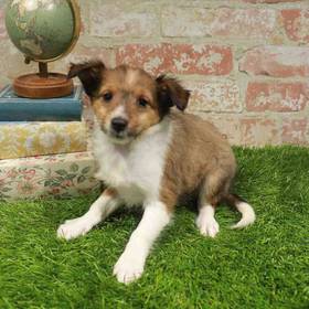 Shetland Sheepdog