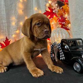 Dogue De Bordeaux