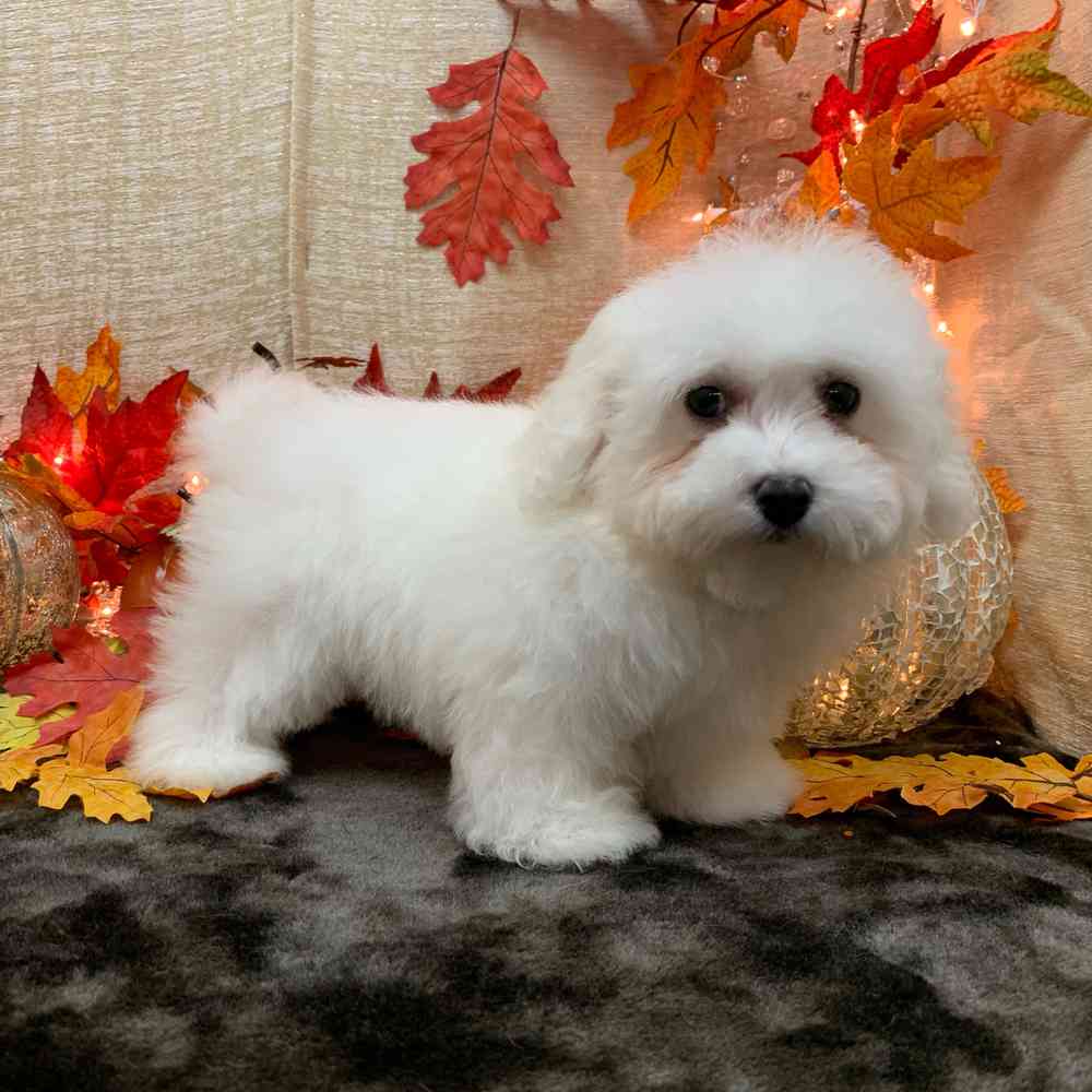 carousel pet images