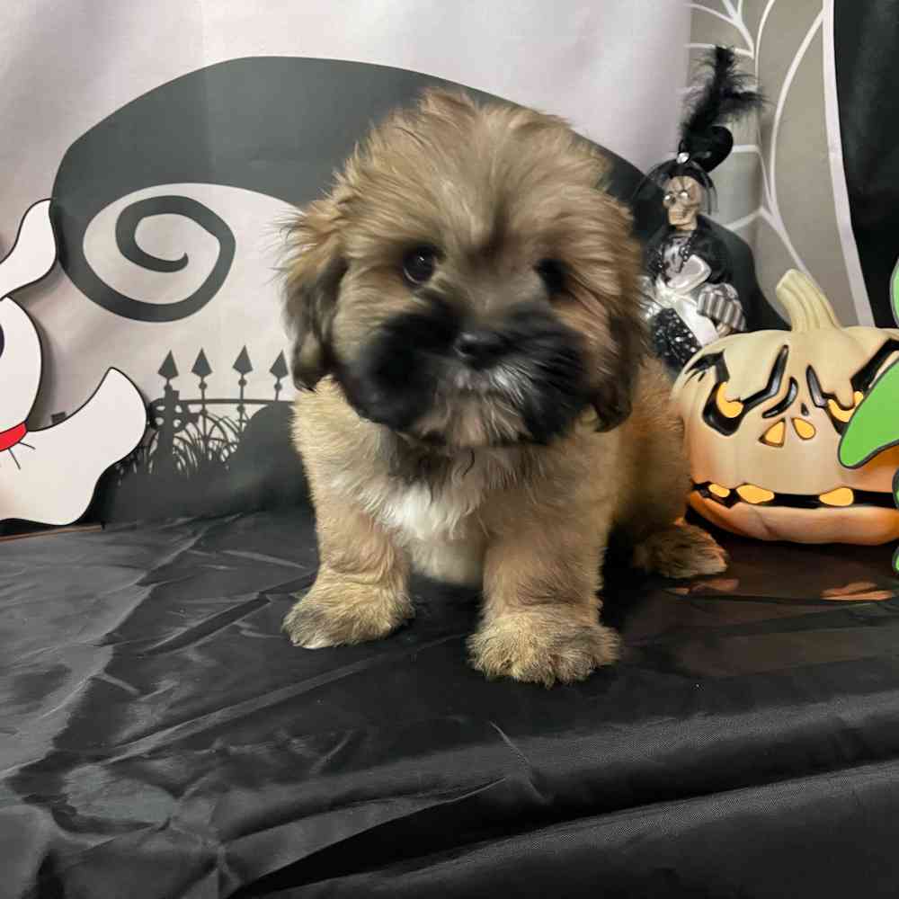 carousel pet images