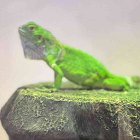 Iguana