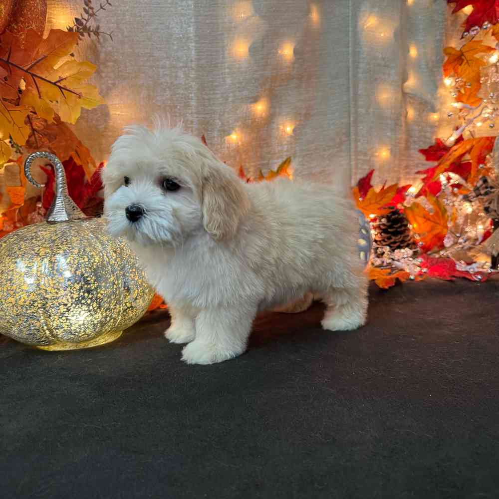 Puppy