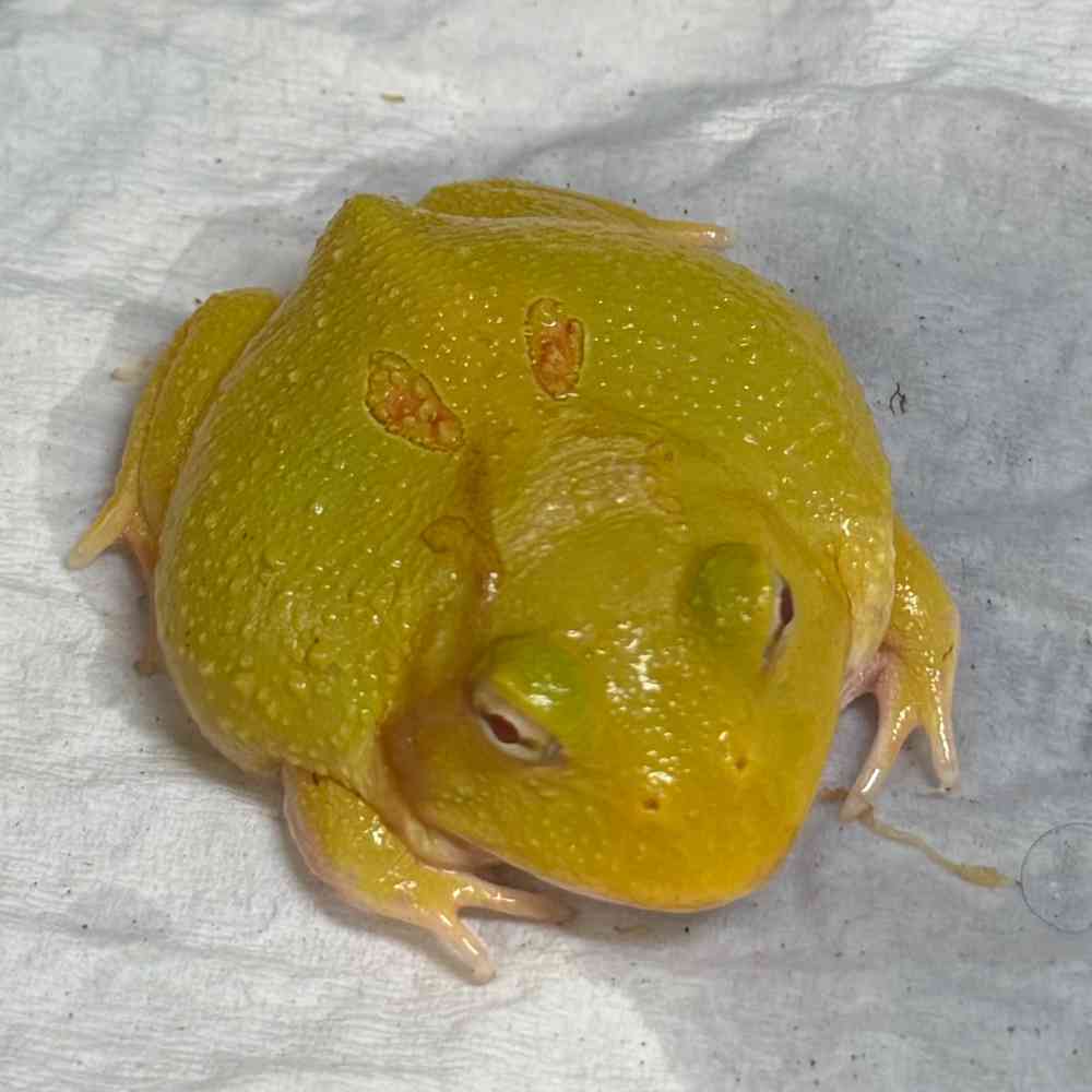 Amphibian