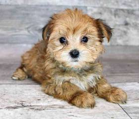 Morkie