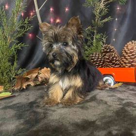 Morkie