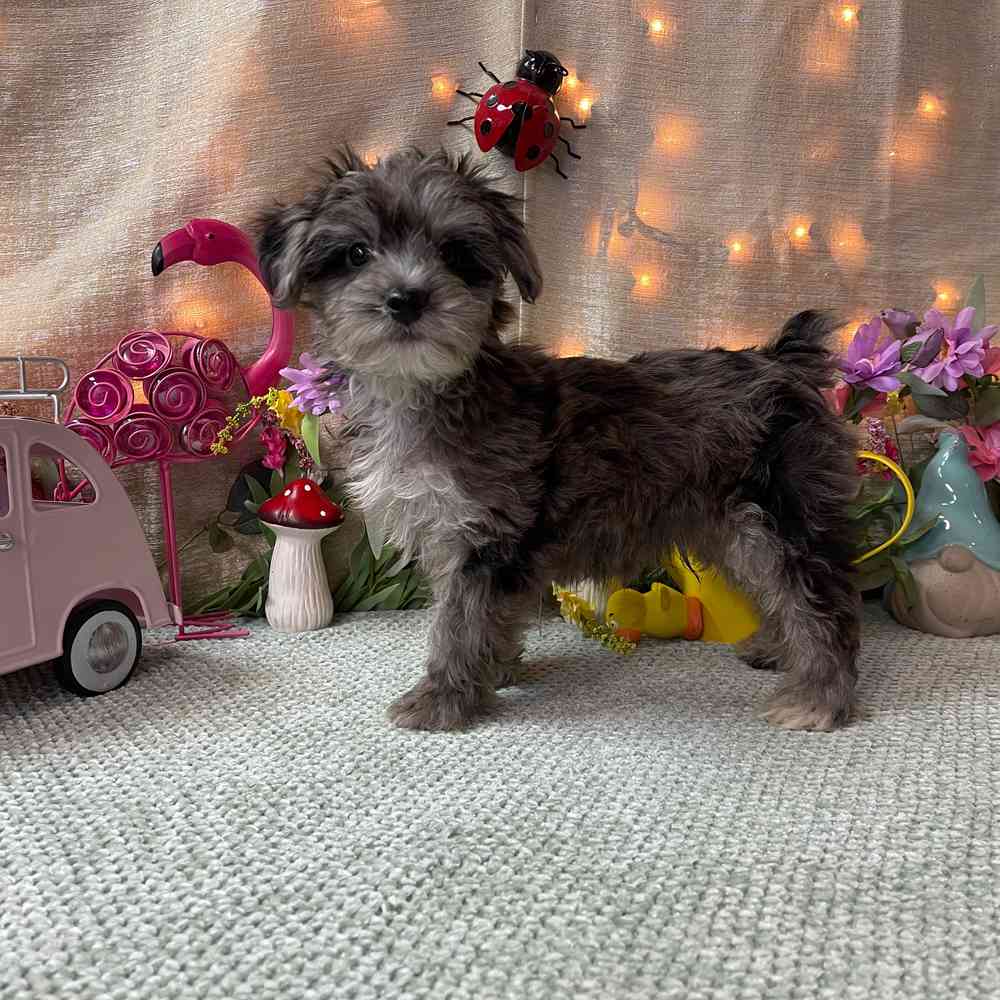 carousel pet images