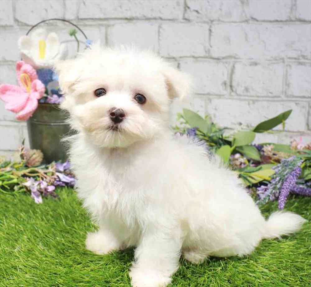 carousel pet images