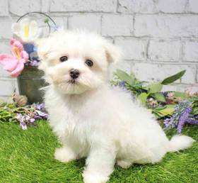 Maltese