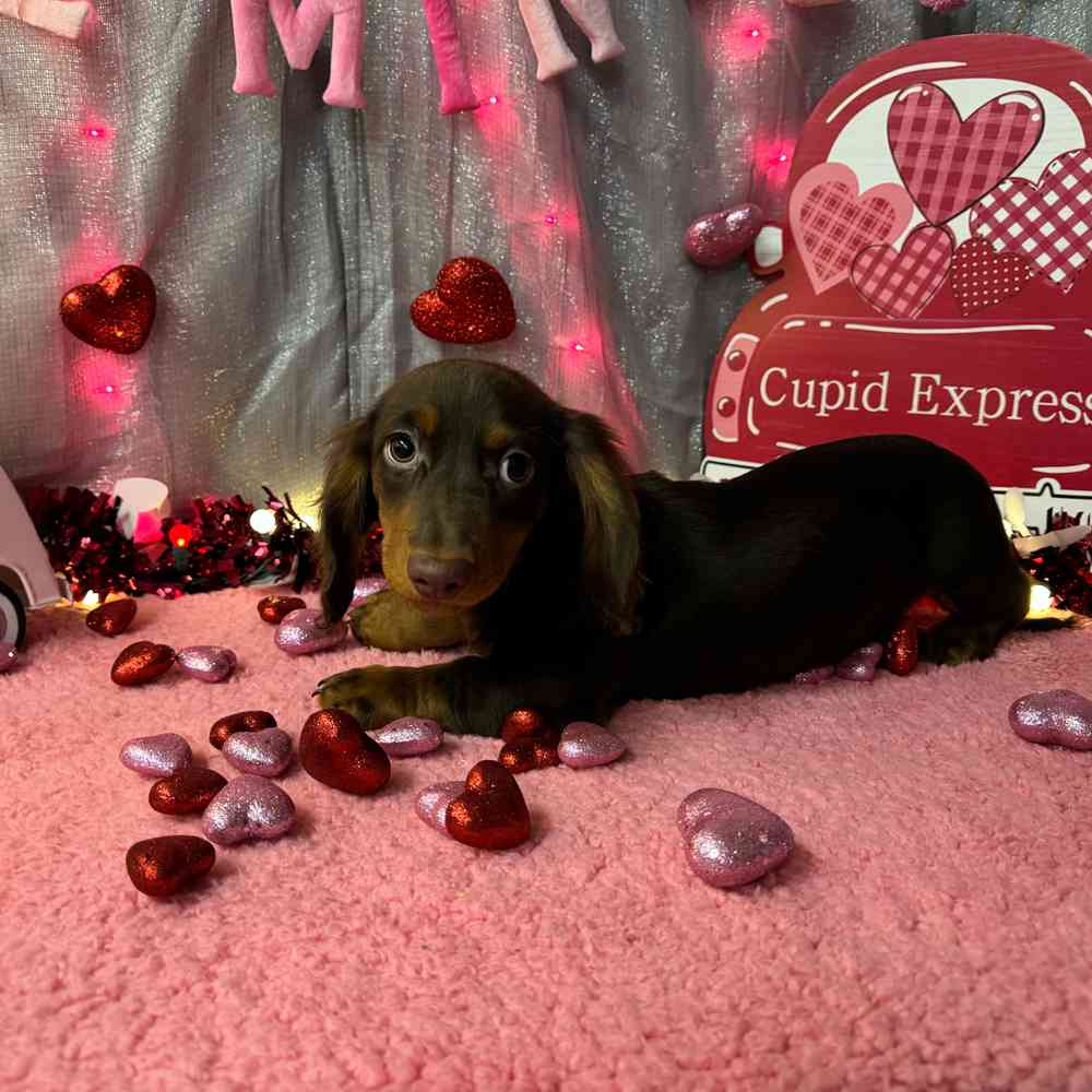 carousel pet images