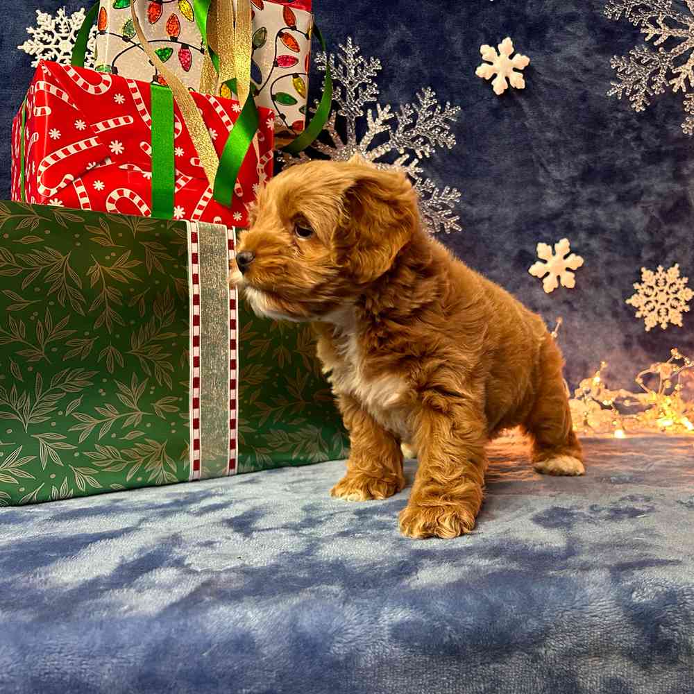 carousel pet images