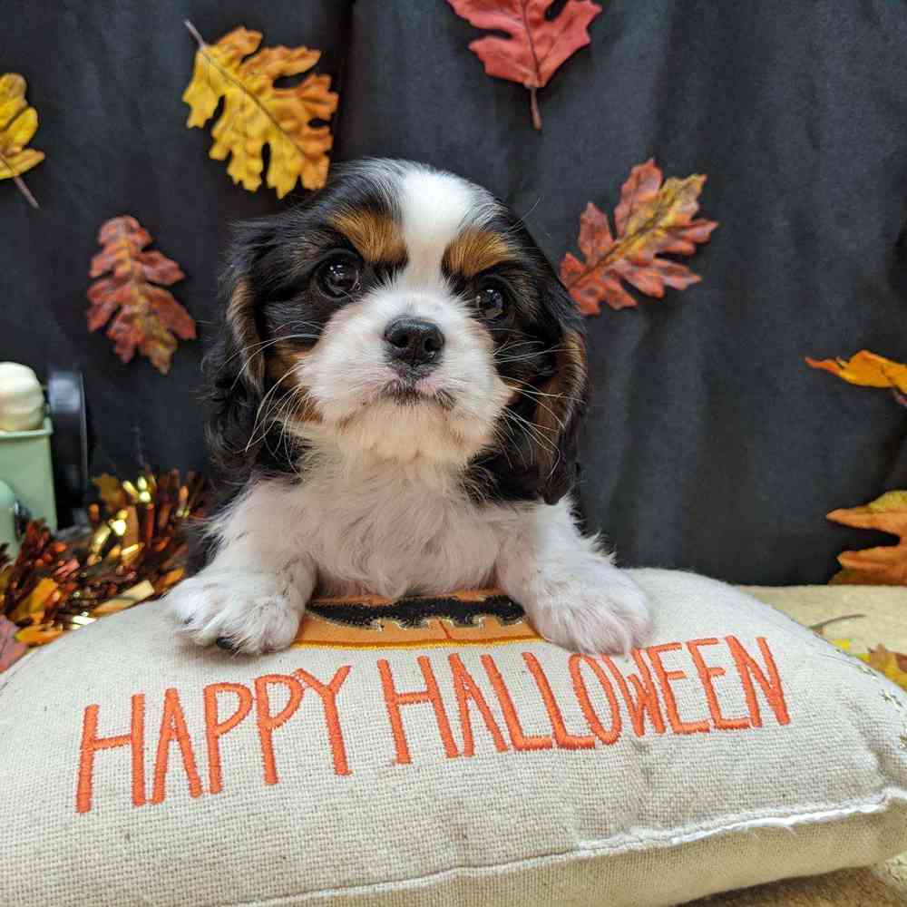 carousel pet images