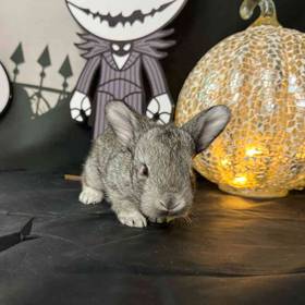 Flemish Giant Mix