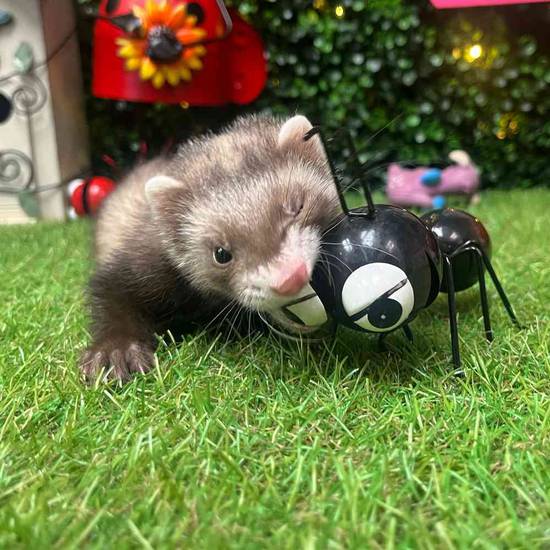 Ferret