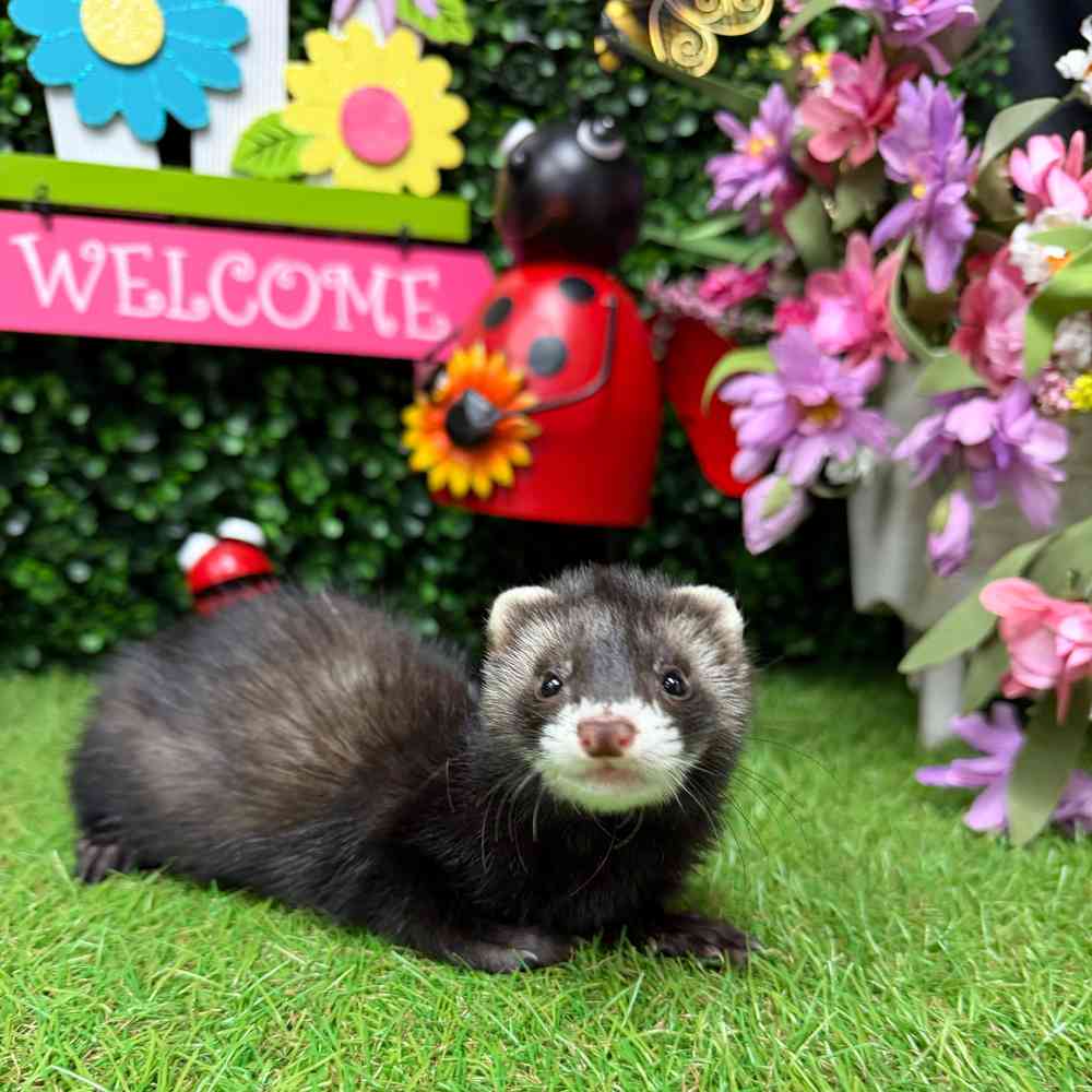 carousel pet images
