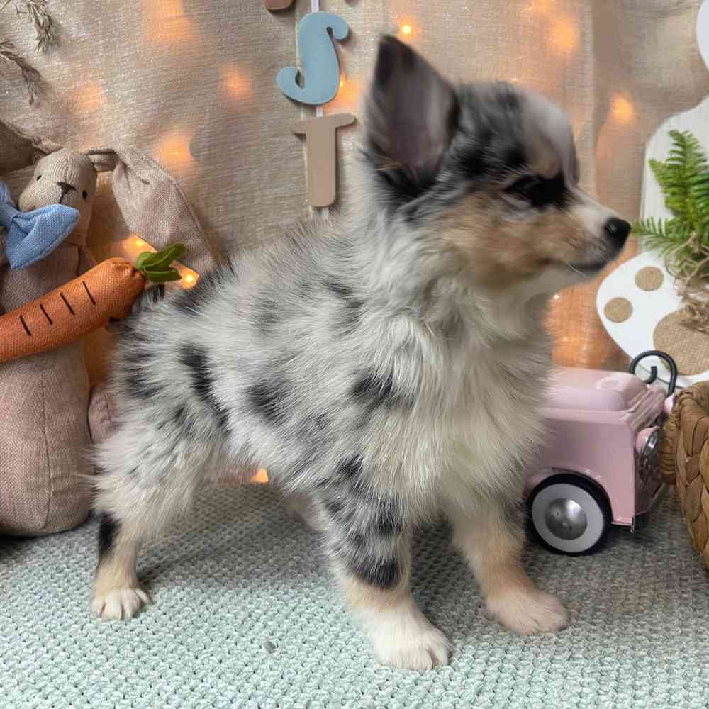 carousel pet images