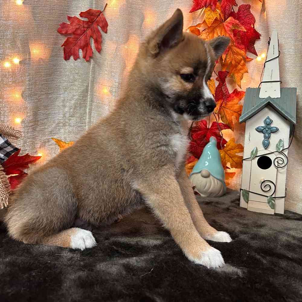 carousel pet images