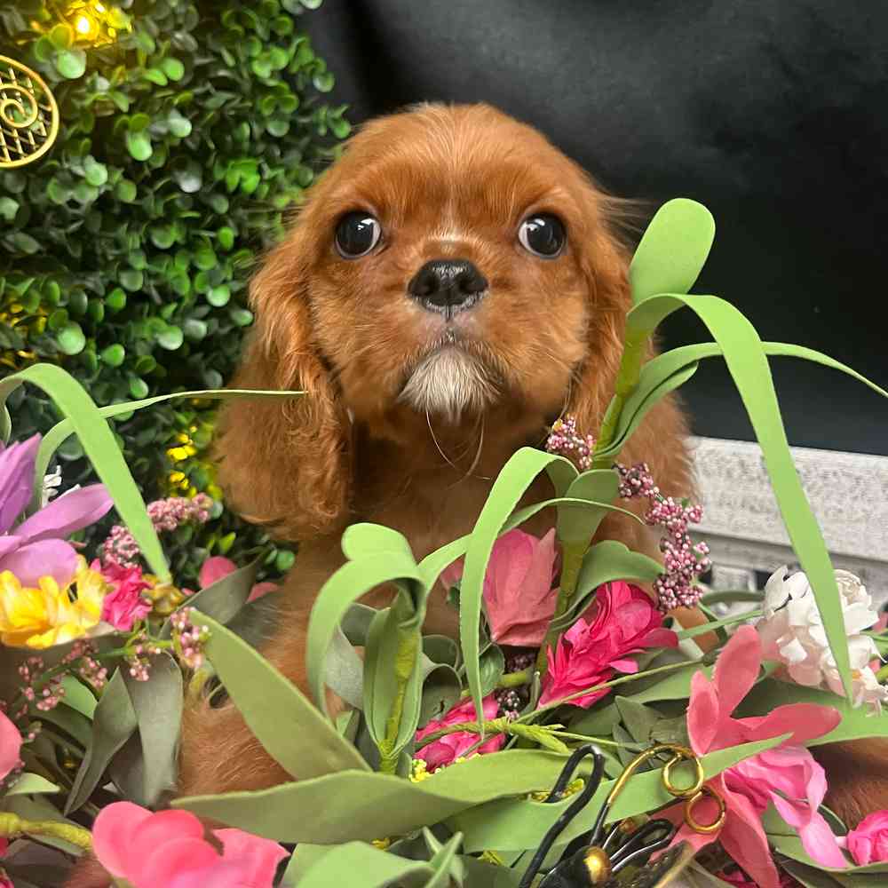 carousel pet images