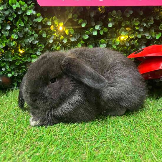 Holland Lop