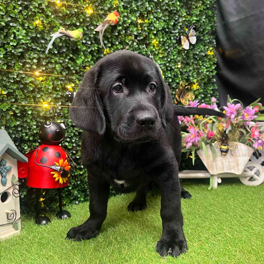 Image of a pet breed in the gallery