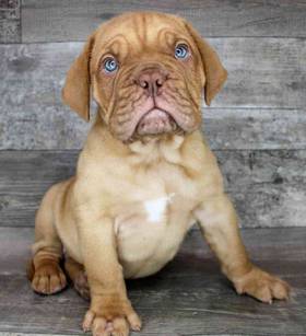 Dogue De Bordeaux