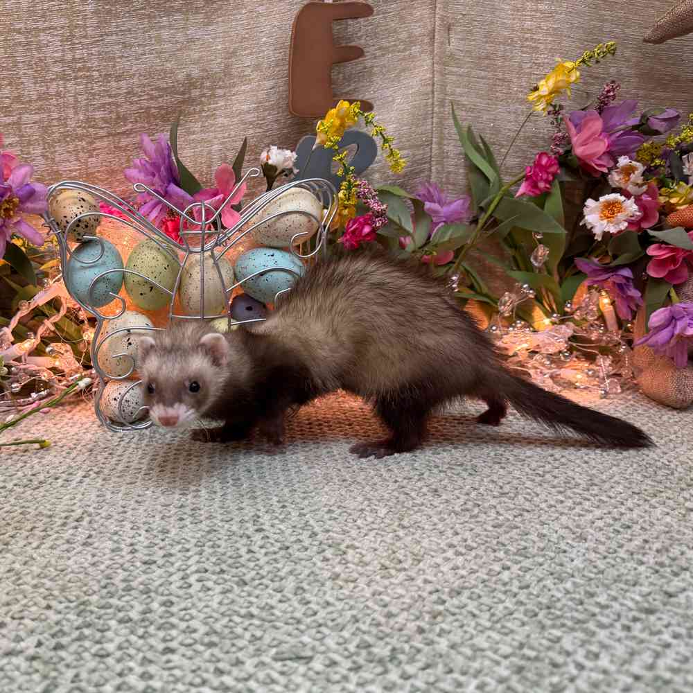 carousel pet images