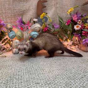 Ferret