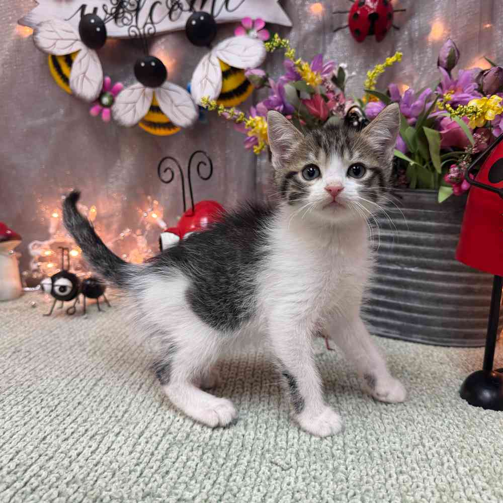 carousel pet images
