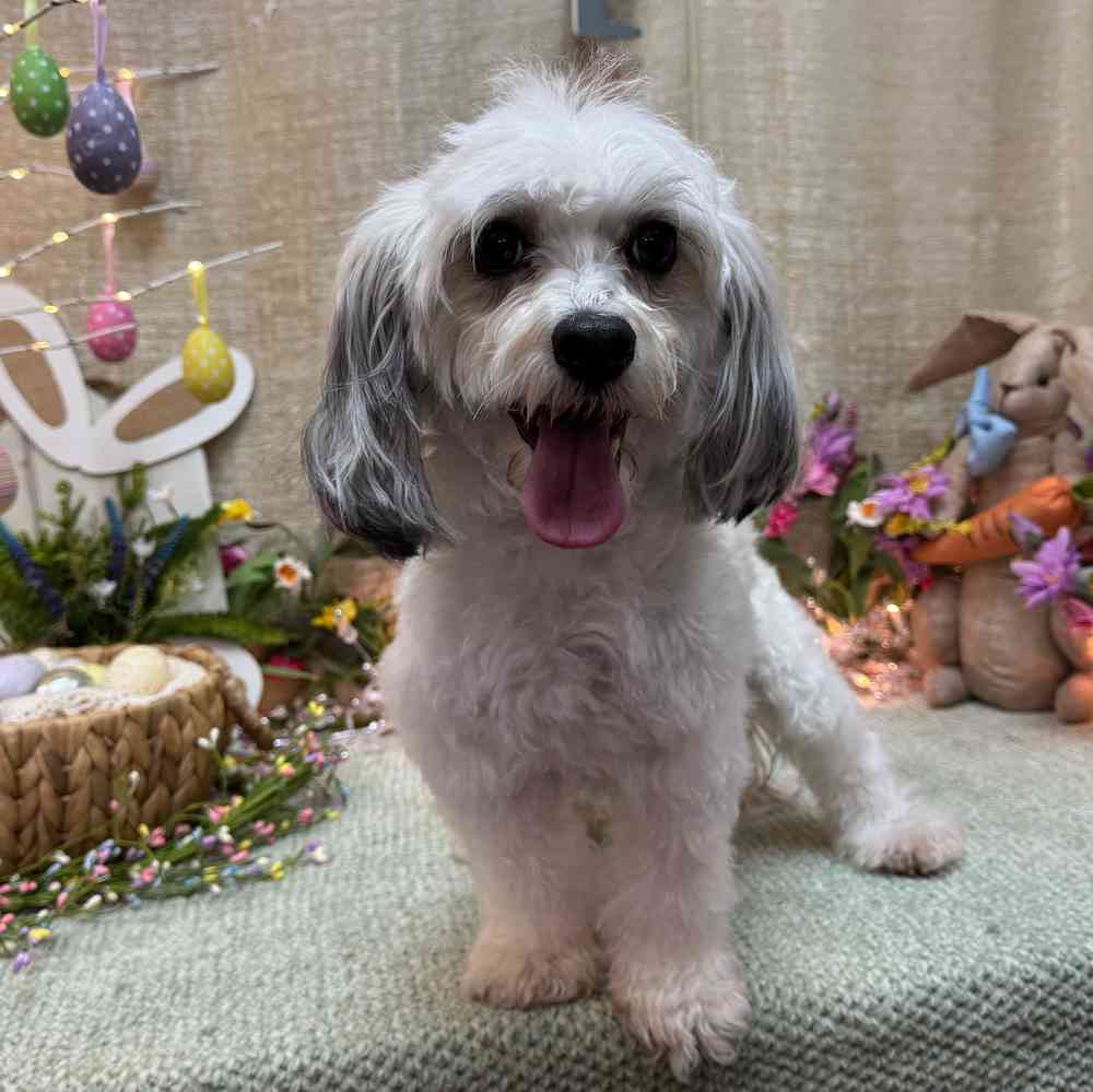 carousel pet images