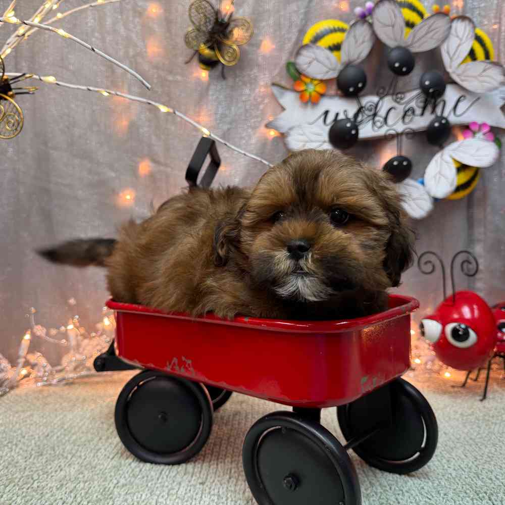 carousel pet images