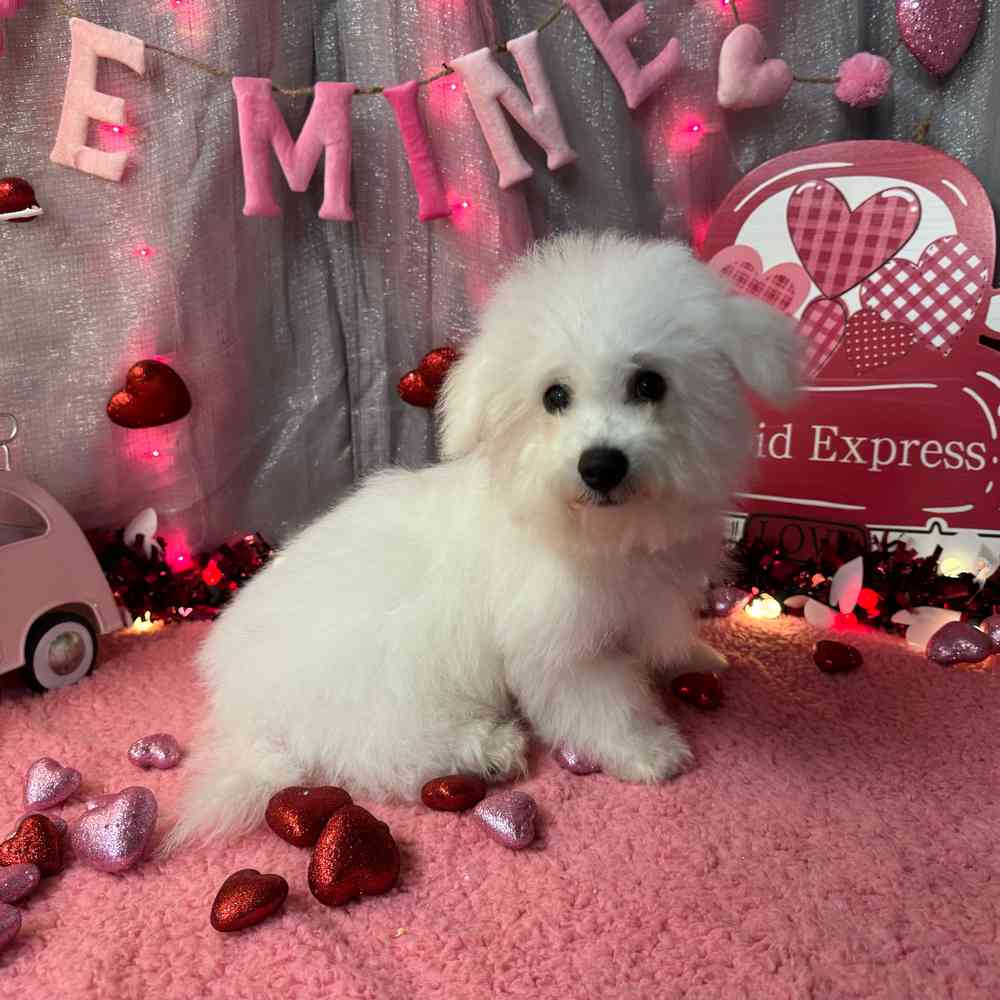 carousel pet images