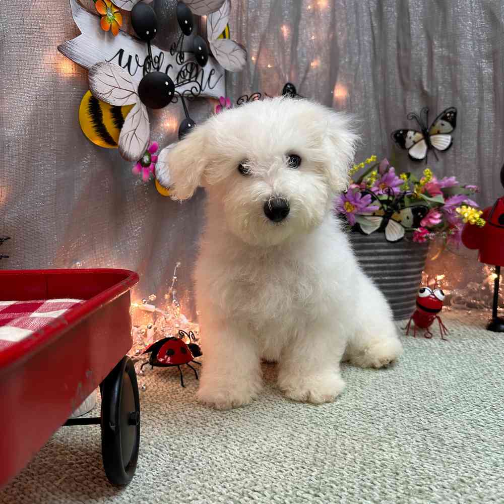 Image of a pet breed in the gallery