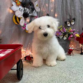 Bichon