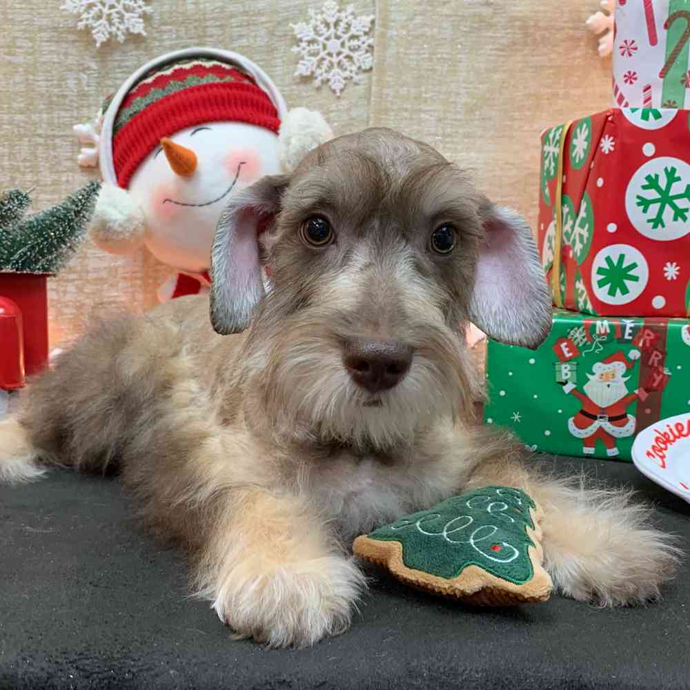carousel pet images