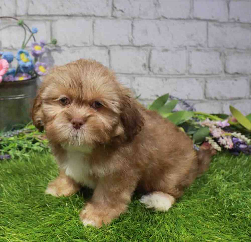carousel pet images