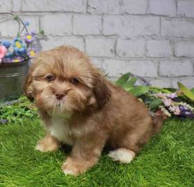 Lhasa Apso