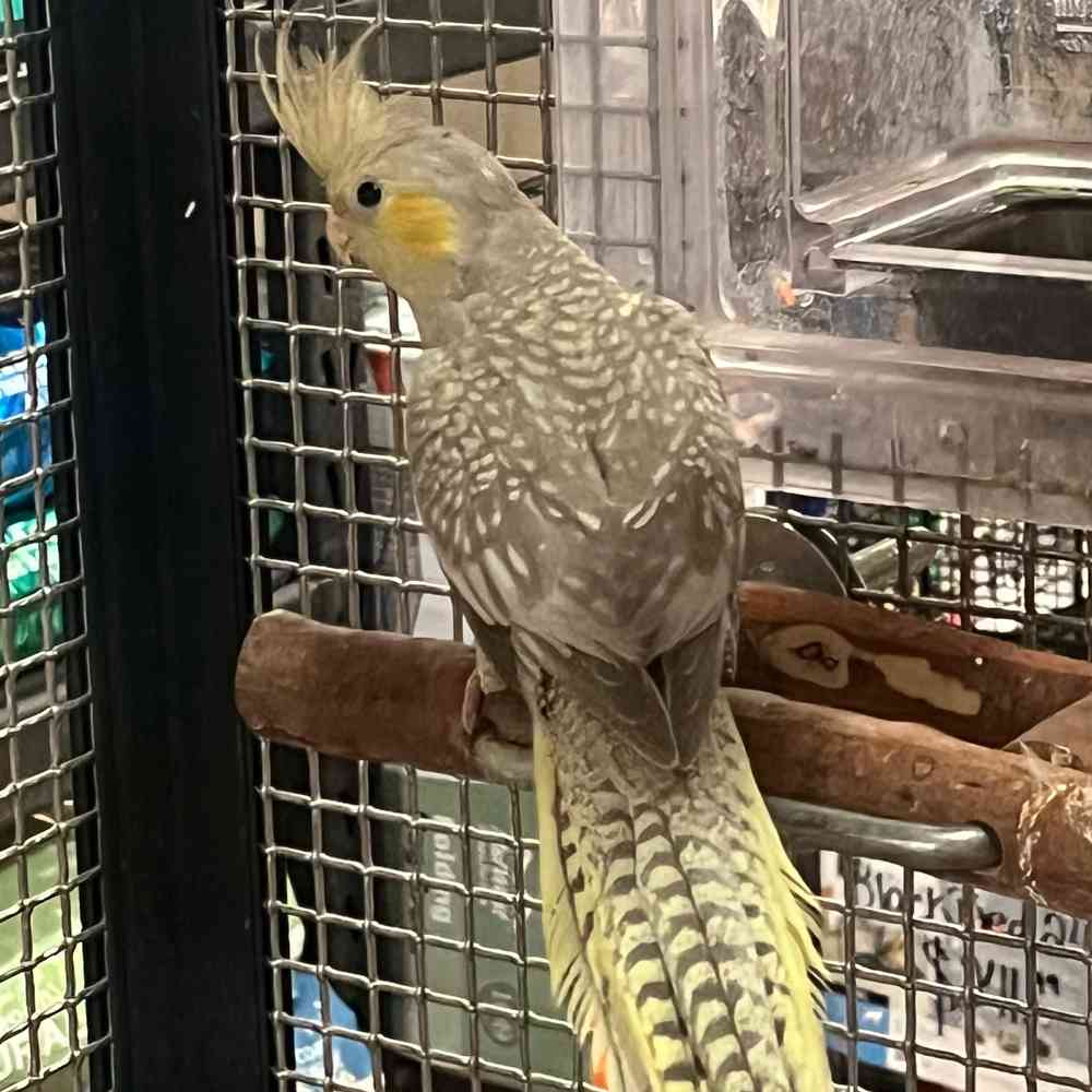 carousel pet images