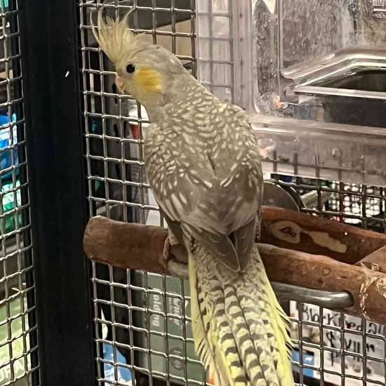 Cockatiel