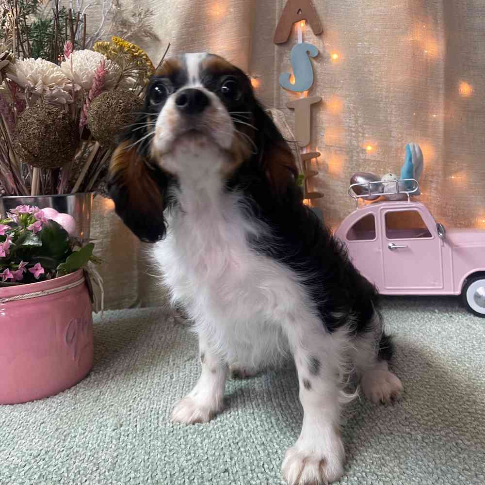 carousel pet images