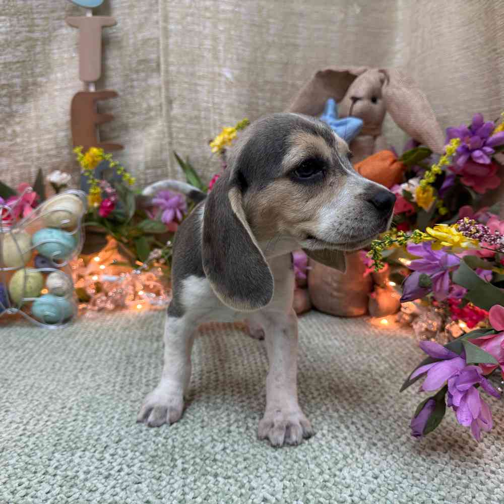 carousel pet images