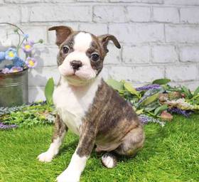 Boston Terrier