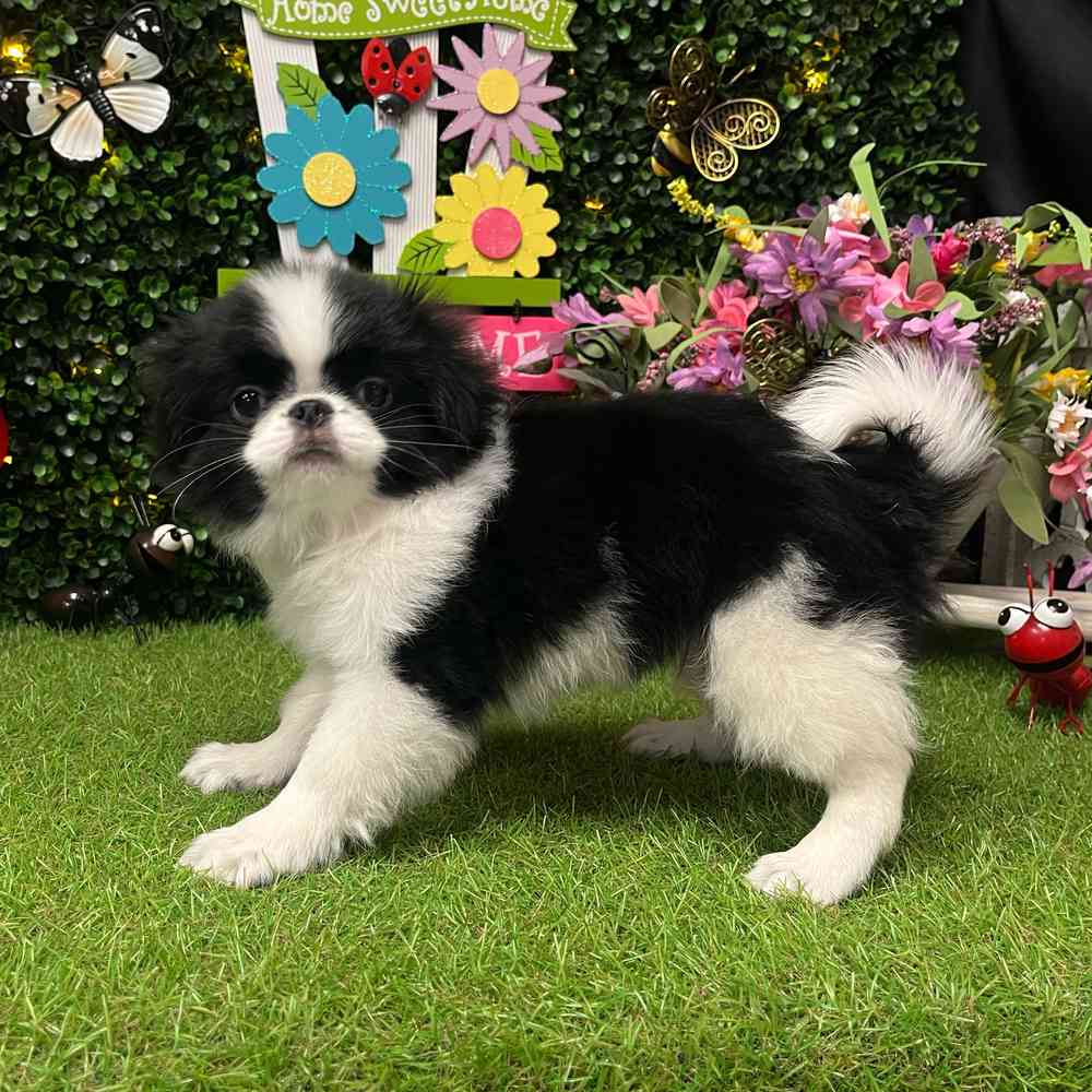 carousel pet images