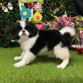 Japanese Chin